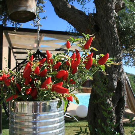 Il Podere Dell'Angelo Old Country House 벨베데레마리티모 외부 사진